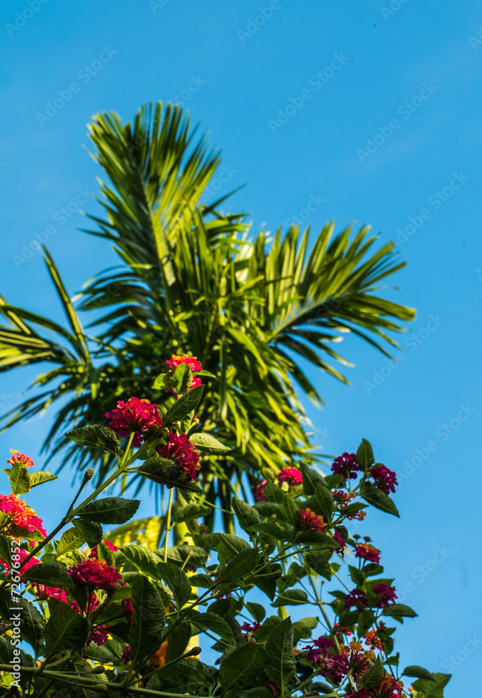 Betel palm, pink flowers and background of bright blue sky.
