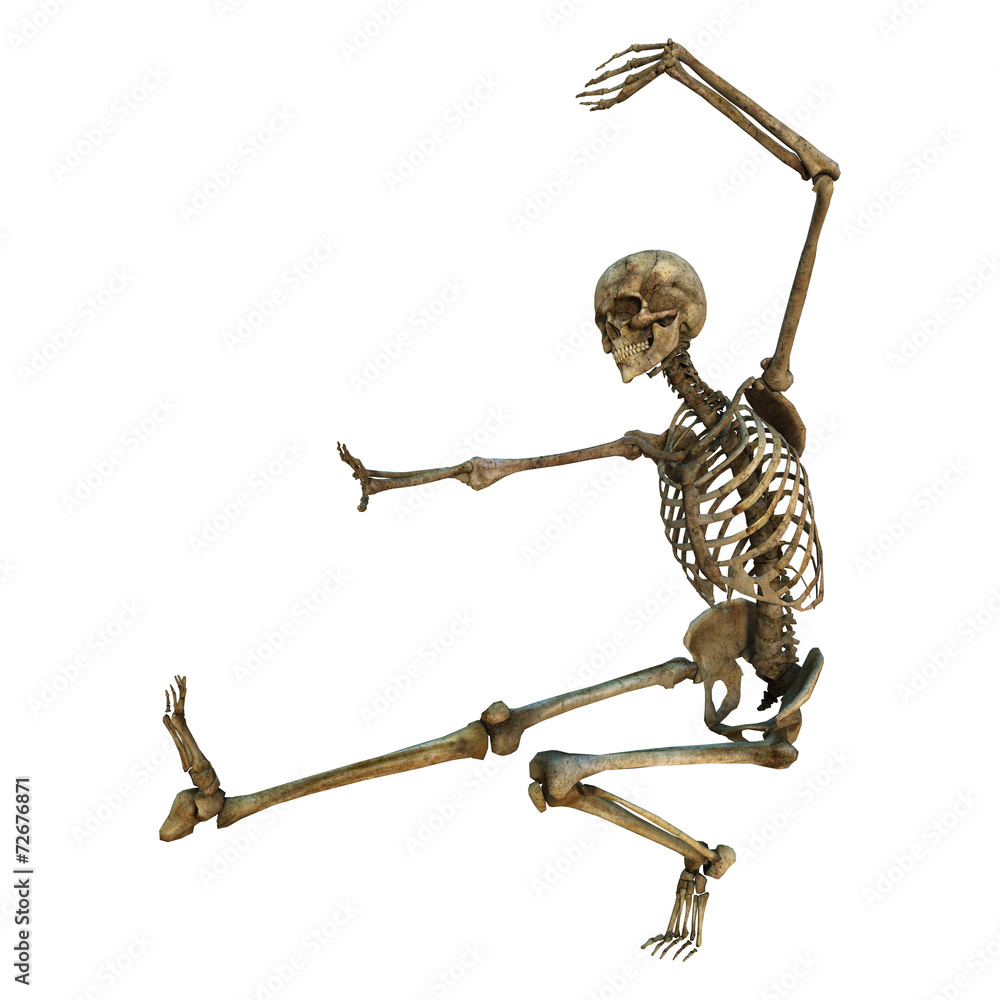 Human Skeleton Human Skeleton