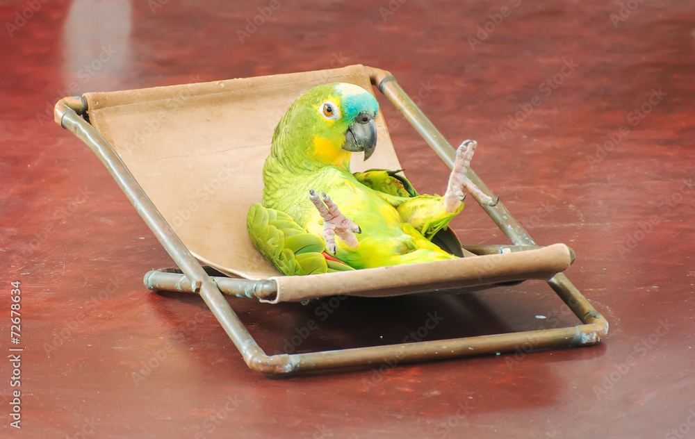 Fototapeta premium Colorful parrot performing on stage in circus.