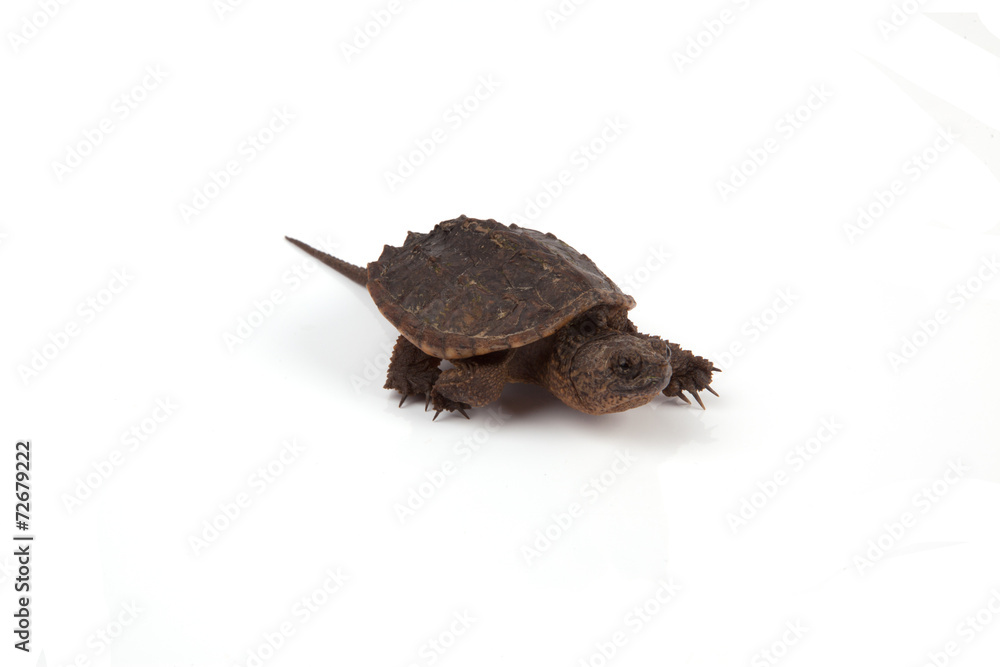 Fototapeta premium Snapping Turtle