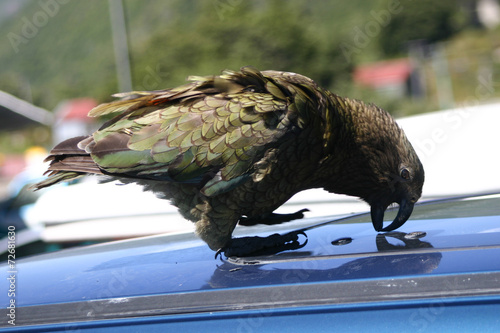 Kea parrot trying to get into a car photo