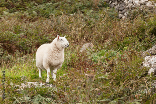 Scotland sheep pasturing in a meadow