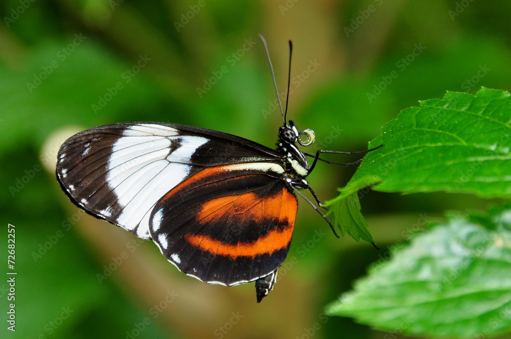 Black and white long wing butterfly Black and white long wing butterfly