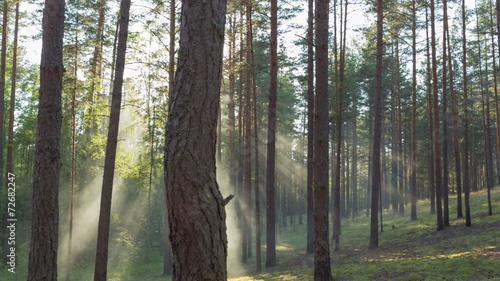 foggy pine fores, slider dolly movement photo