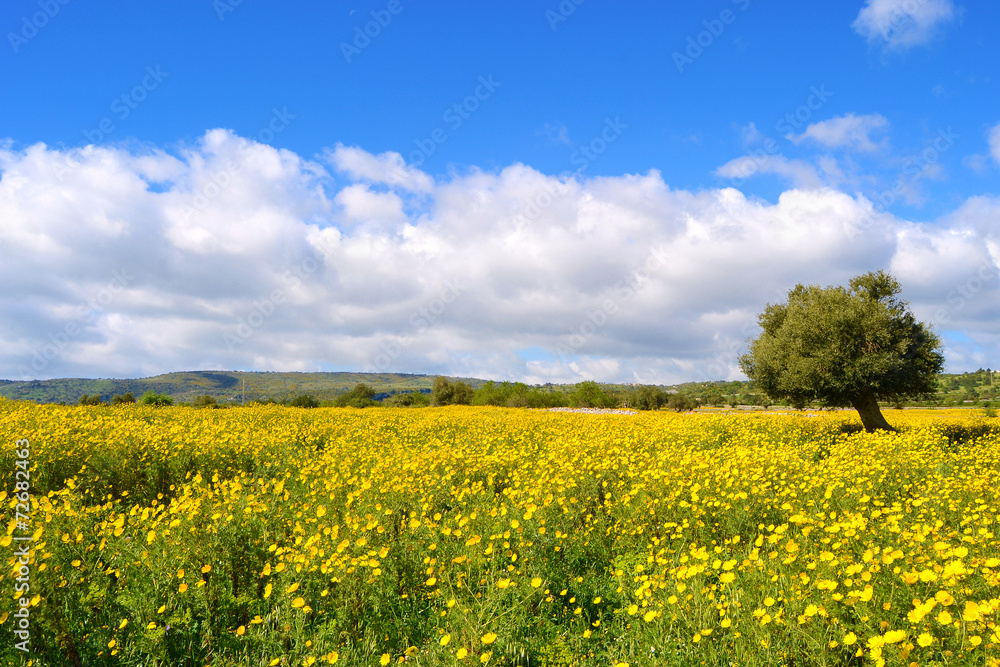 Panorama con prato fiorito - albero di ulivo.