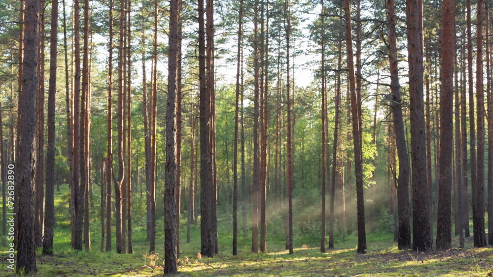 sunset in pine forest with light rays, dolly movement sunset in pine forest with light rays, dolly movement