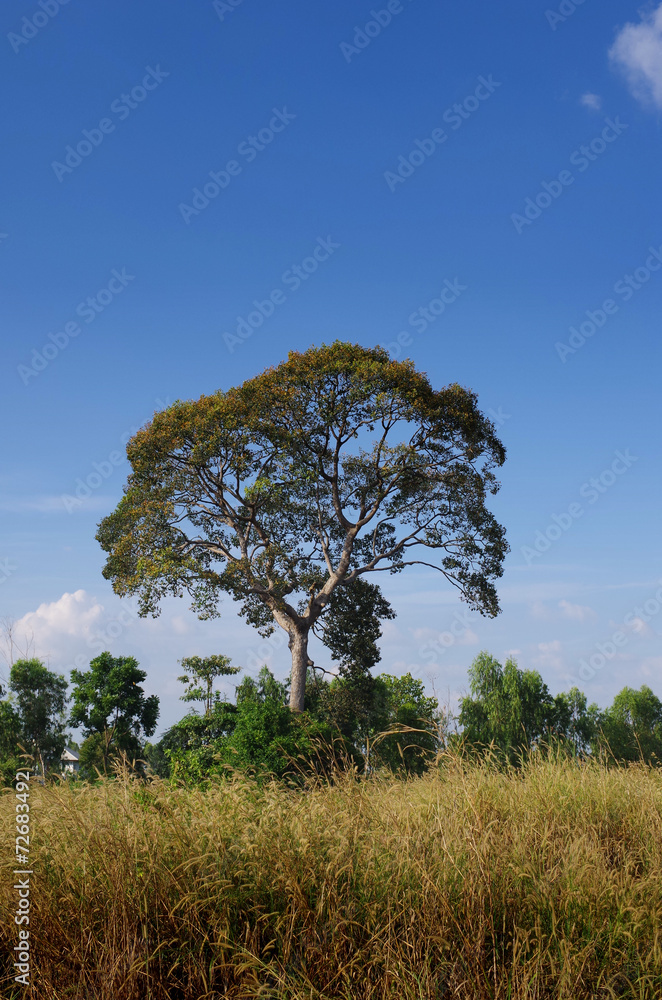Obraz premium Big tree in the field