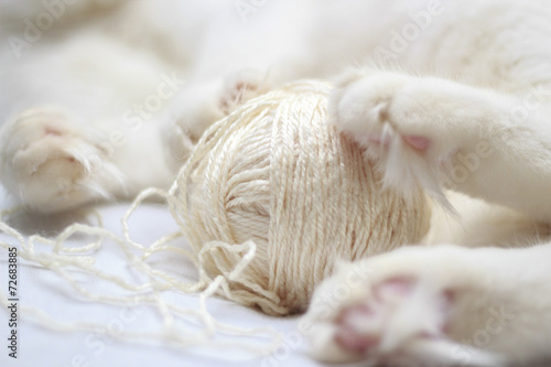 White cat is played with a ball of yarn clouseup