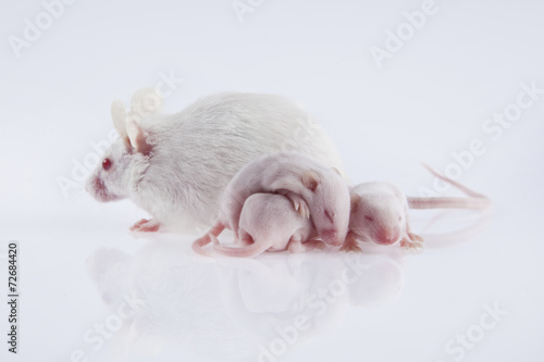 Картината върху платно White laboratory mice: mother with pups