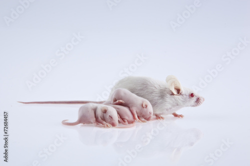 Canvas Print White laboratory mice: mother with pups