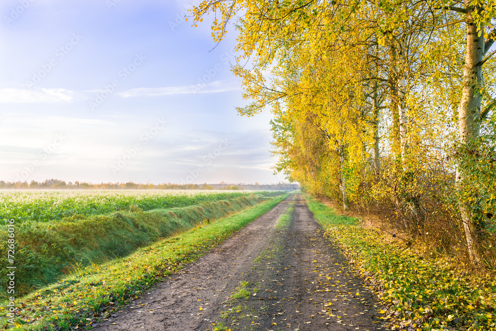Naklejka premium the moorland in the autumn