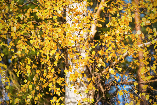 Birch leaves during autumn