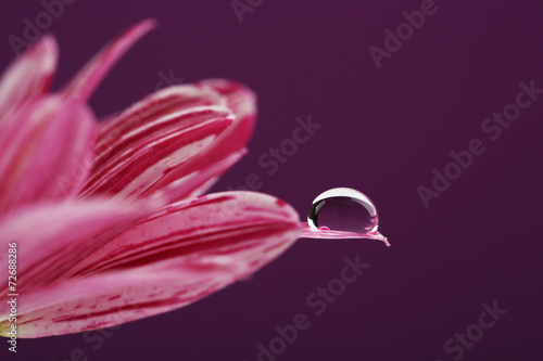 Water drop on purple flower on dark background