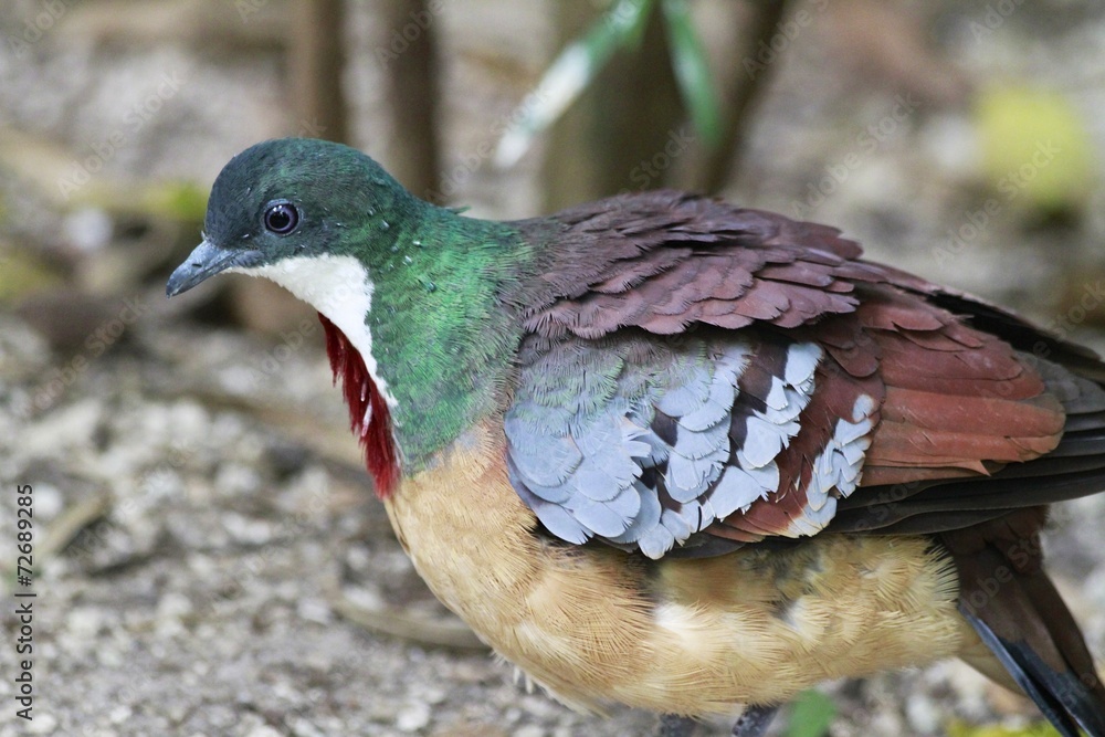 Mindanao Bleeding Heart dove / Gallicolumba crinigera Mindanao Bleeding Heart dove / Gallicolumba crinigera