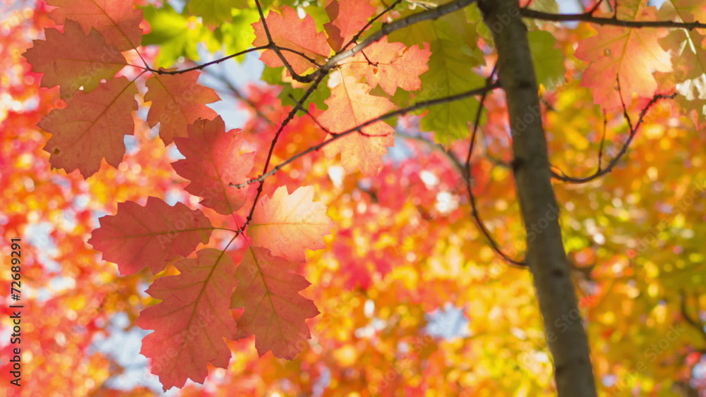 small red oak with bright leaves, autumn time pan move small red oak with bright leaves, autumn time pan move