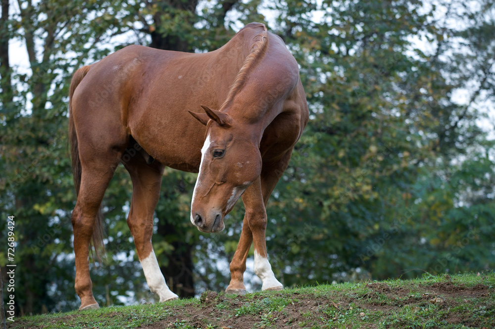 Fototapeta premium Cavallo al Paddock 6