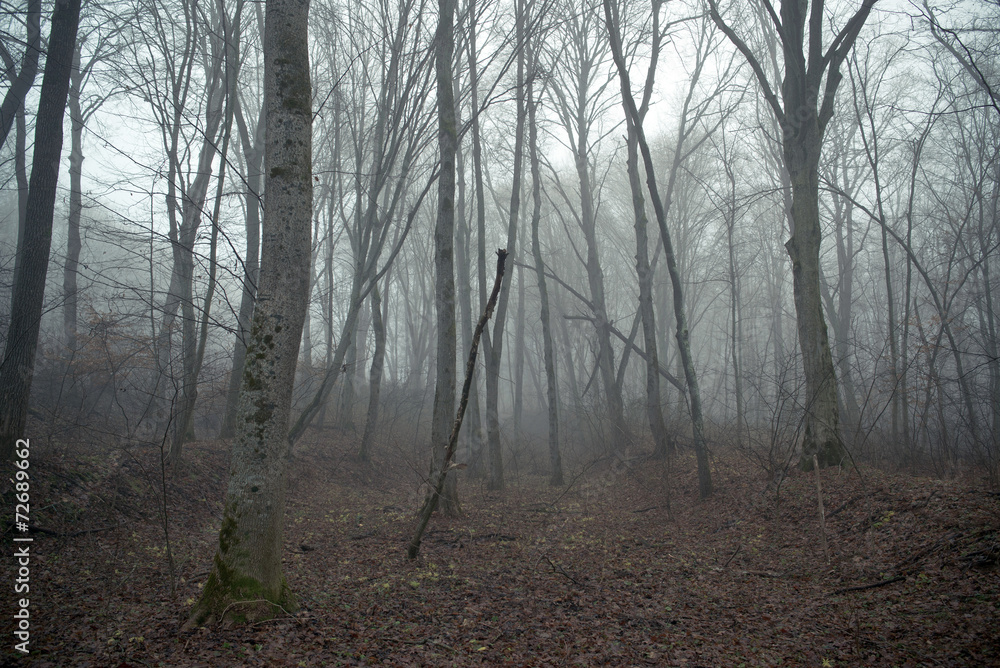 Obraz premium forest in fog