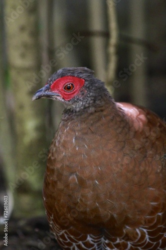 Female Edward's Pheasant / Lophura edwardsi photo