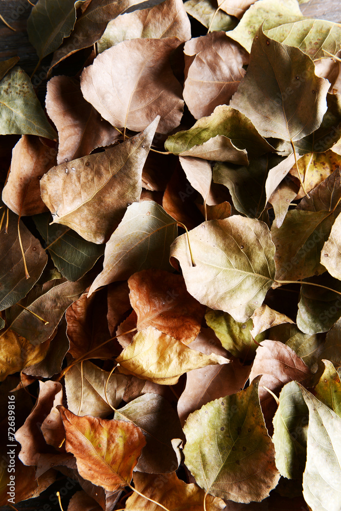 Background made of dry autumn leaves Background made of dry autumn leaves