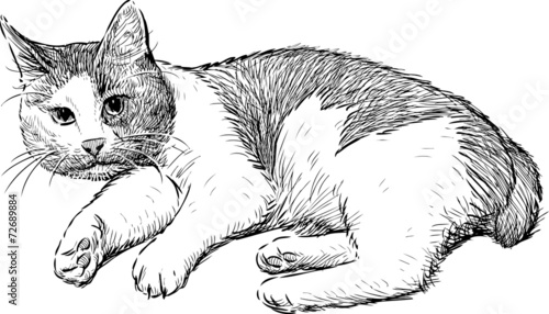 domestic cat