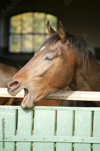 Purebred nervous horse smelling in the barn