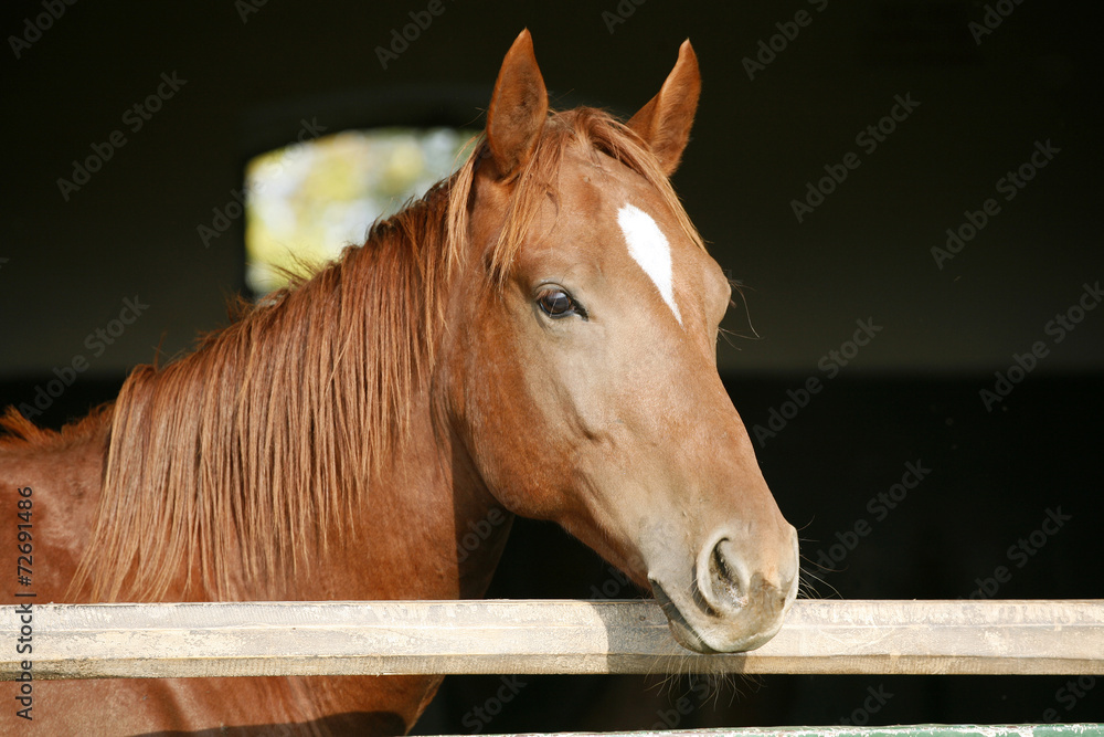 Obraz premium Purebred horse looking over stable door