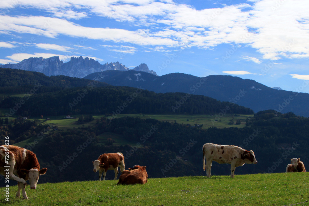 Mucche e Latemar, dal Renon