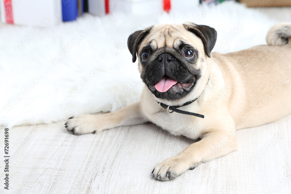 Funny, cute and playful pug dog on white carpet Funny, cute and playful pug dog on white carpet