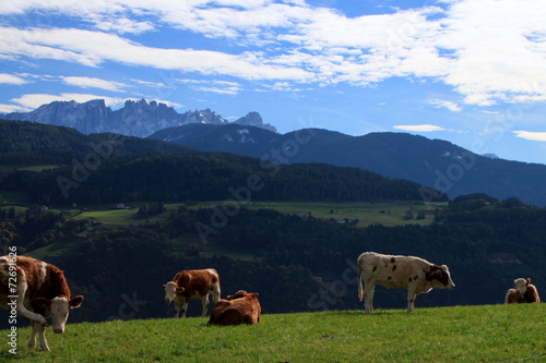 Mucche e Latemar, dal Renon