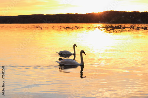 Couple swans floats on lake at sunset