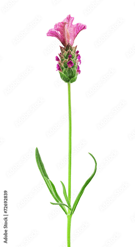 pink lavender flower