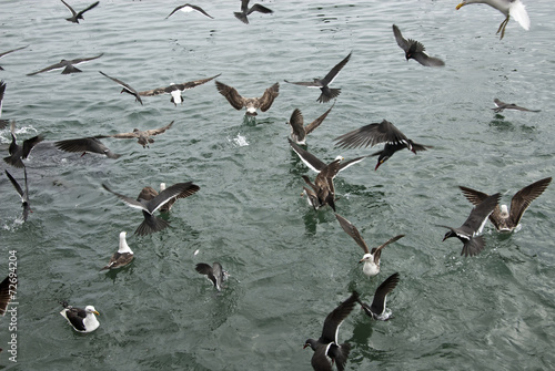 Birds - Seabirds - Albatrosses - South America photo