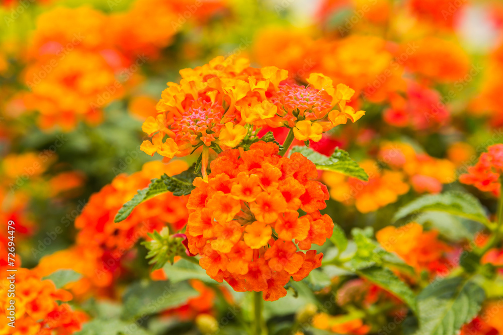 Beautiful Colorful Hedge Flower, Weeping Lantana Beautiful Colorful Hedge Flower, Weeping Lantana