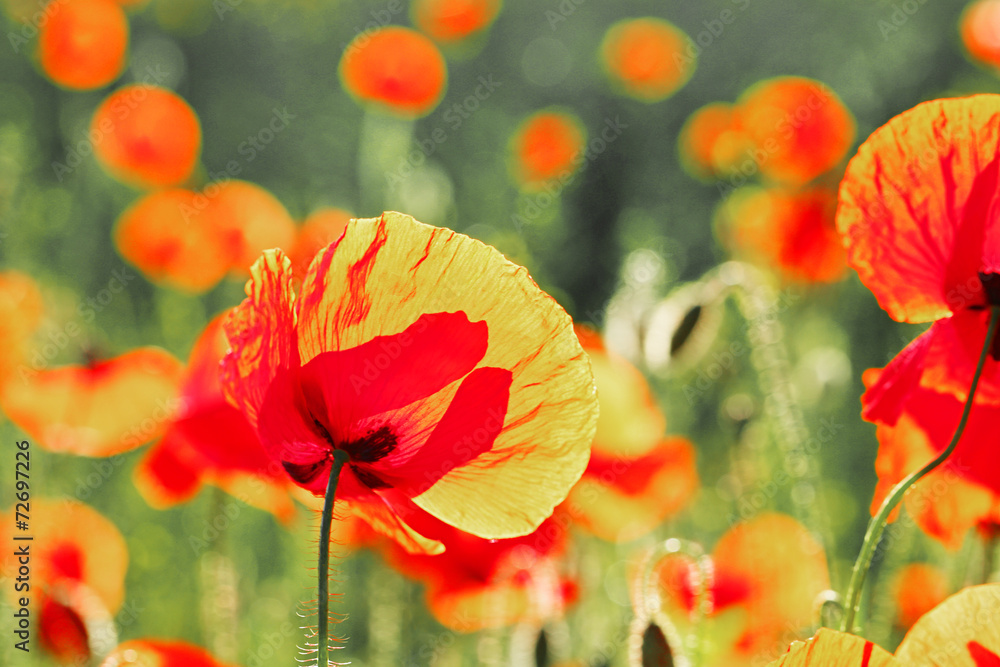 Fototapeta premium Meadow with beautiful bright red poppy flowers in spring