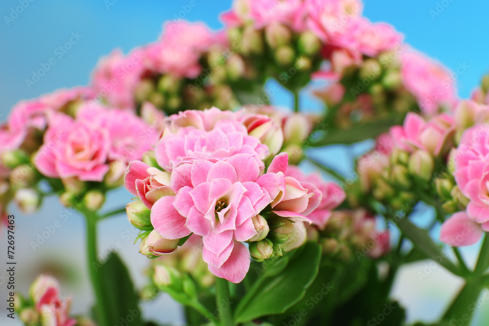 Beautiful pink flowers, close-up Beautiful pink flowers, close-up