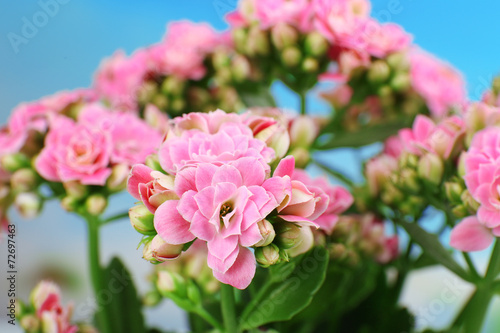 Beautiful pink flowers, close-up