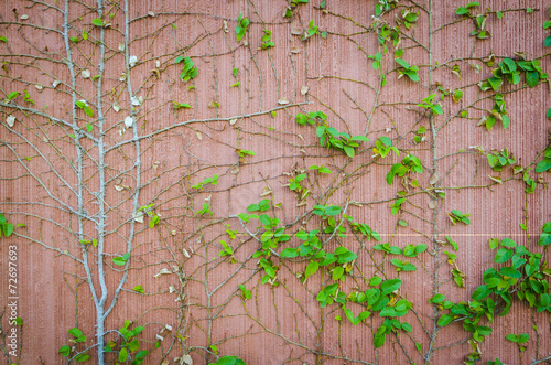 leaf wall © chokniti
