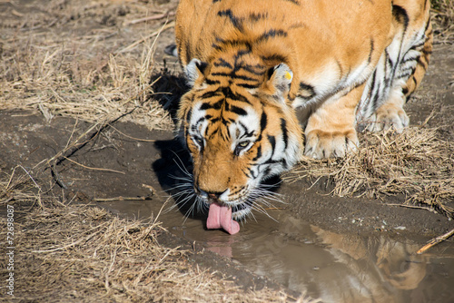 Тигр пьет из лужи