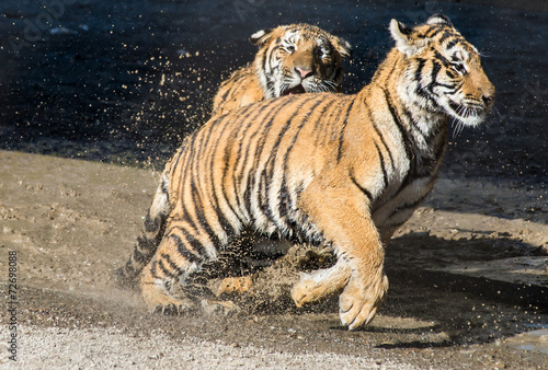 Два тигра бегают - парк тигров в Харбине
