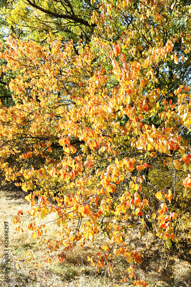 Beautiful autumn trees Beautiful autumn trees