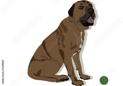 mastiff dog