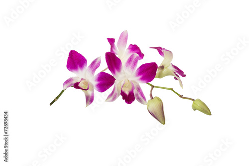 Purple orchid flower isolated on white