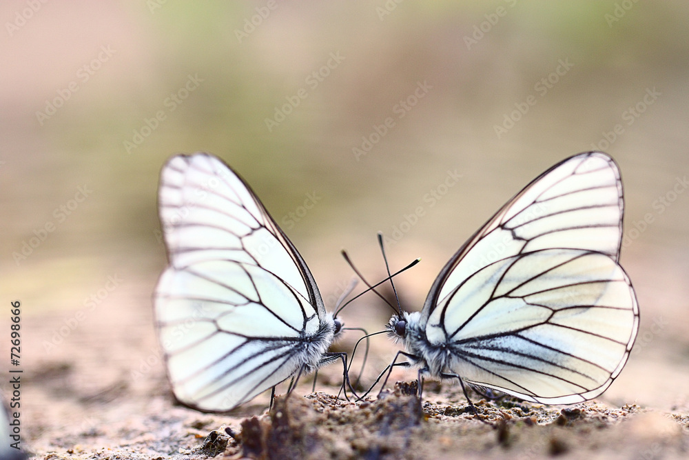 Obraz premium white butterflies on sand