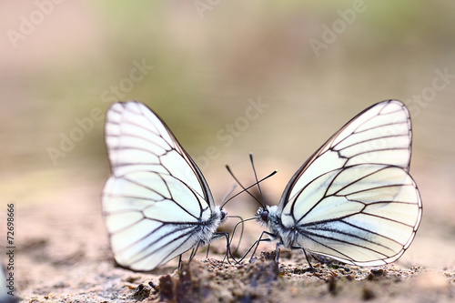 white butterflies on sand