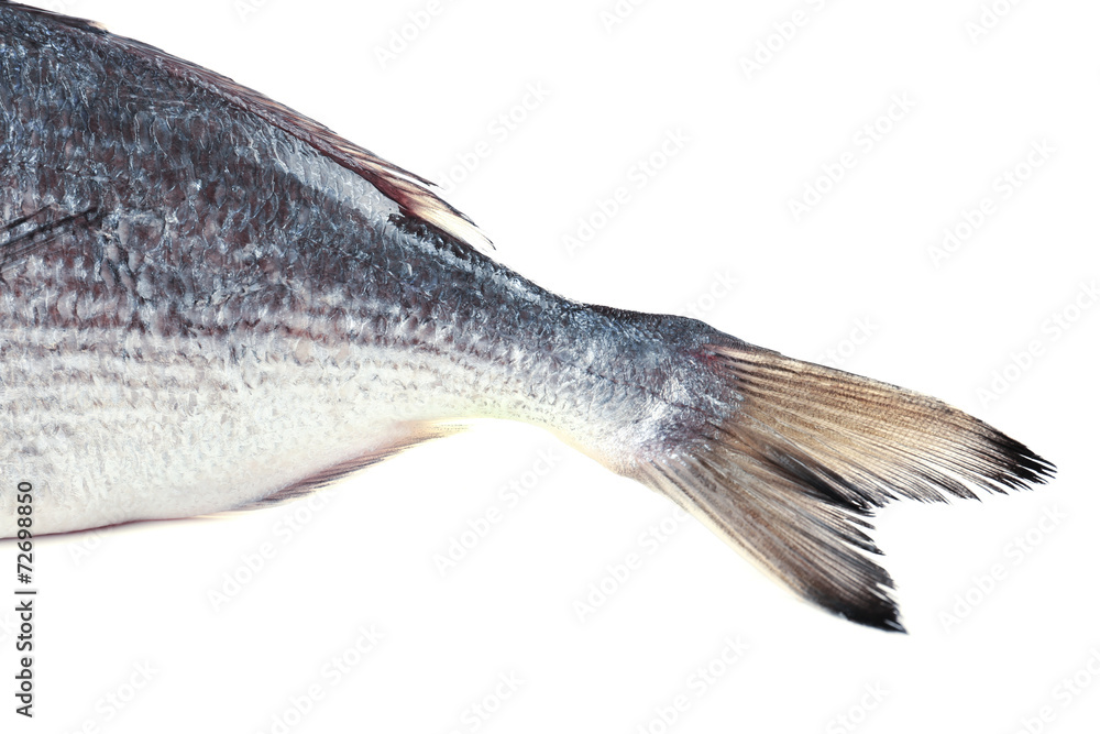 Fototapeta premium Fresh fish tail isolated on white