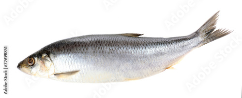 Fresh herring fish isolated on white