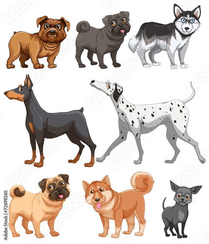 Dogs collection