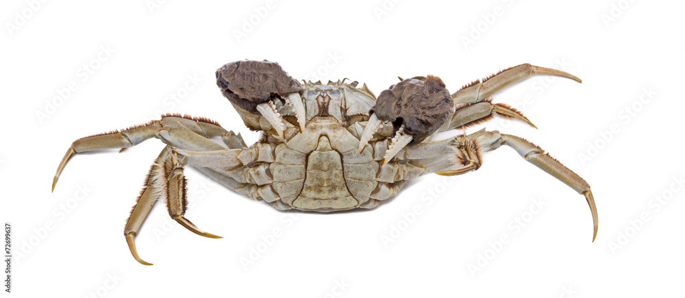Hairy crabs Isolated on white background Hairy crabs Isolated on white background