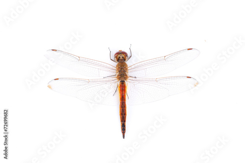 red dragonfly on a white background