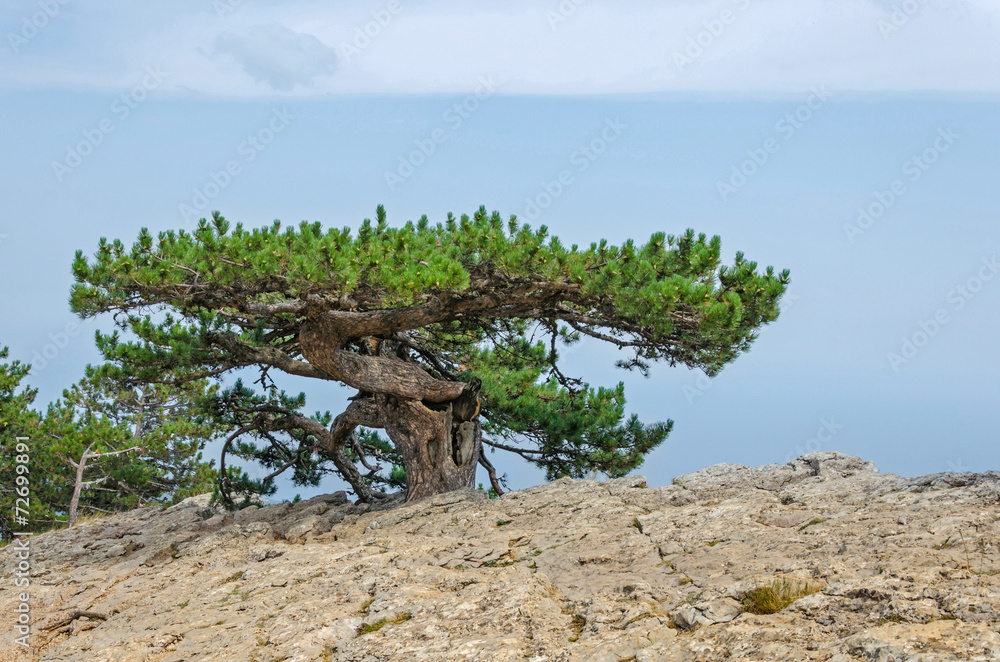 Tree on a mount